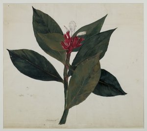 ソナムキ、またはセナ（紙にトイレ） 作： Indian School